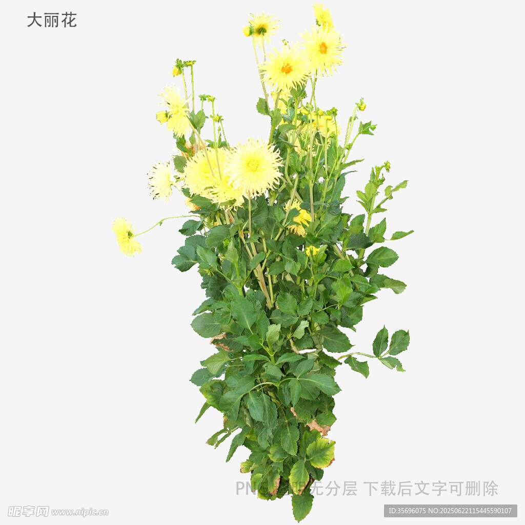 黃色月季花植株