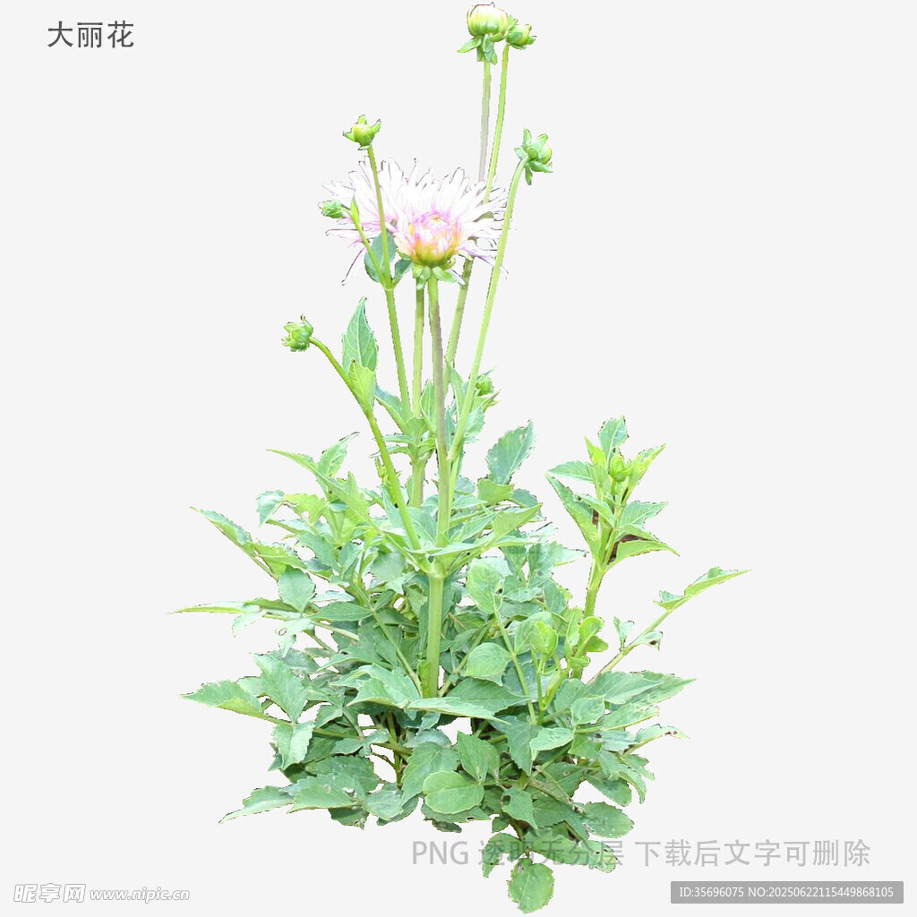 大吳風草植物特寫