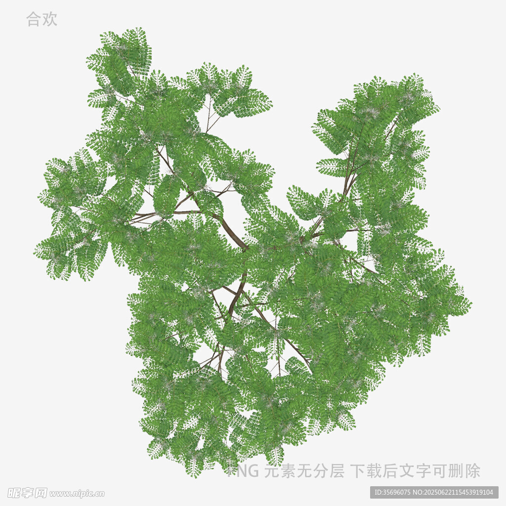 翠綠松樹枝條特寫