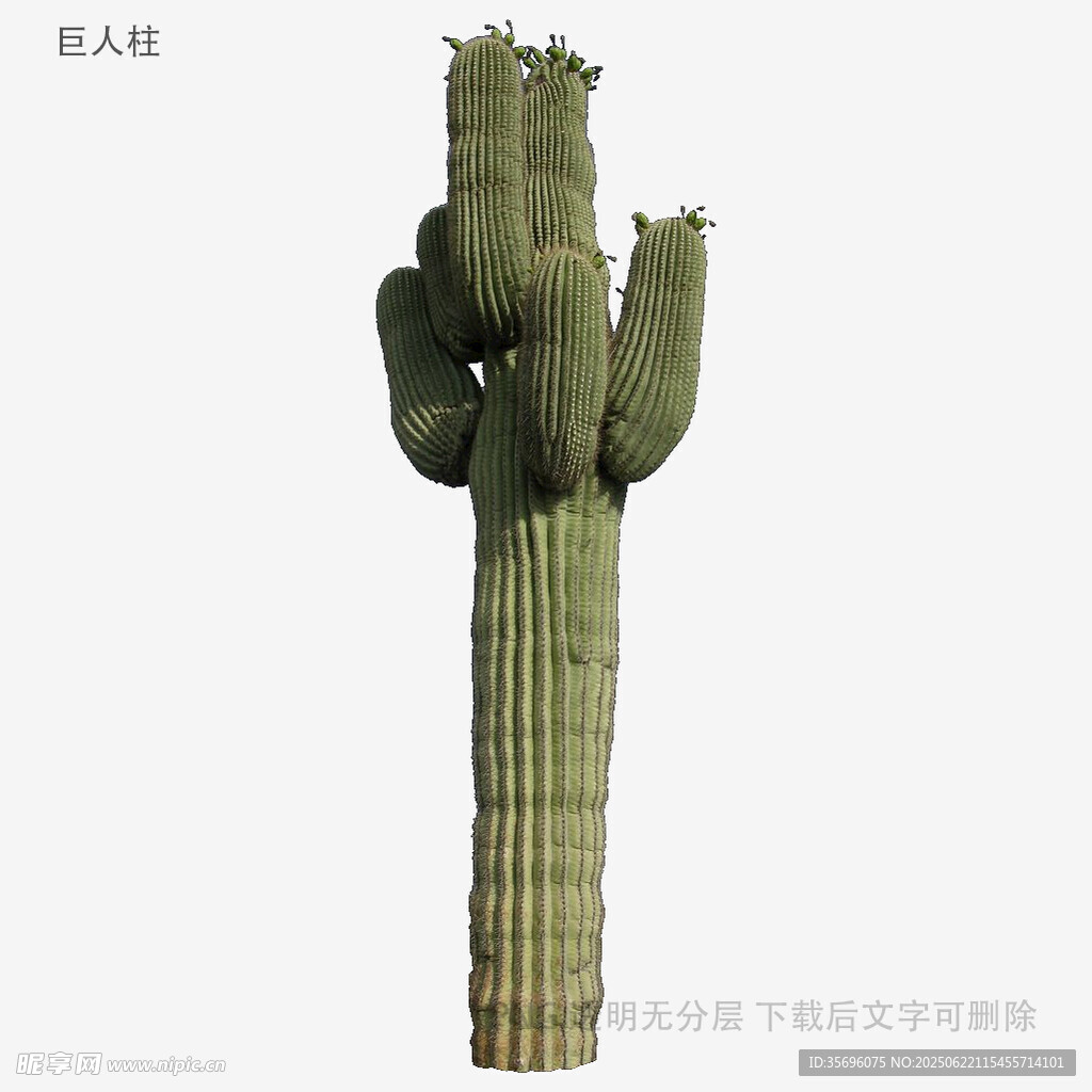 高大柱狀仙人掌植物