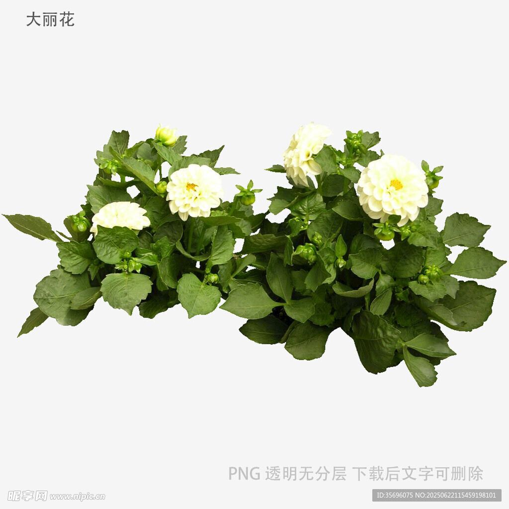 白色花朵綠植盆栽