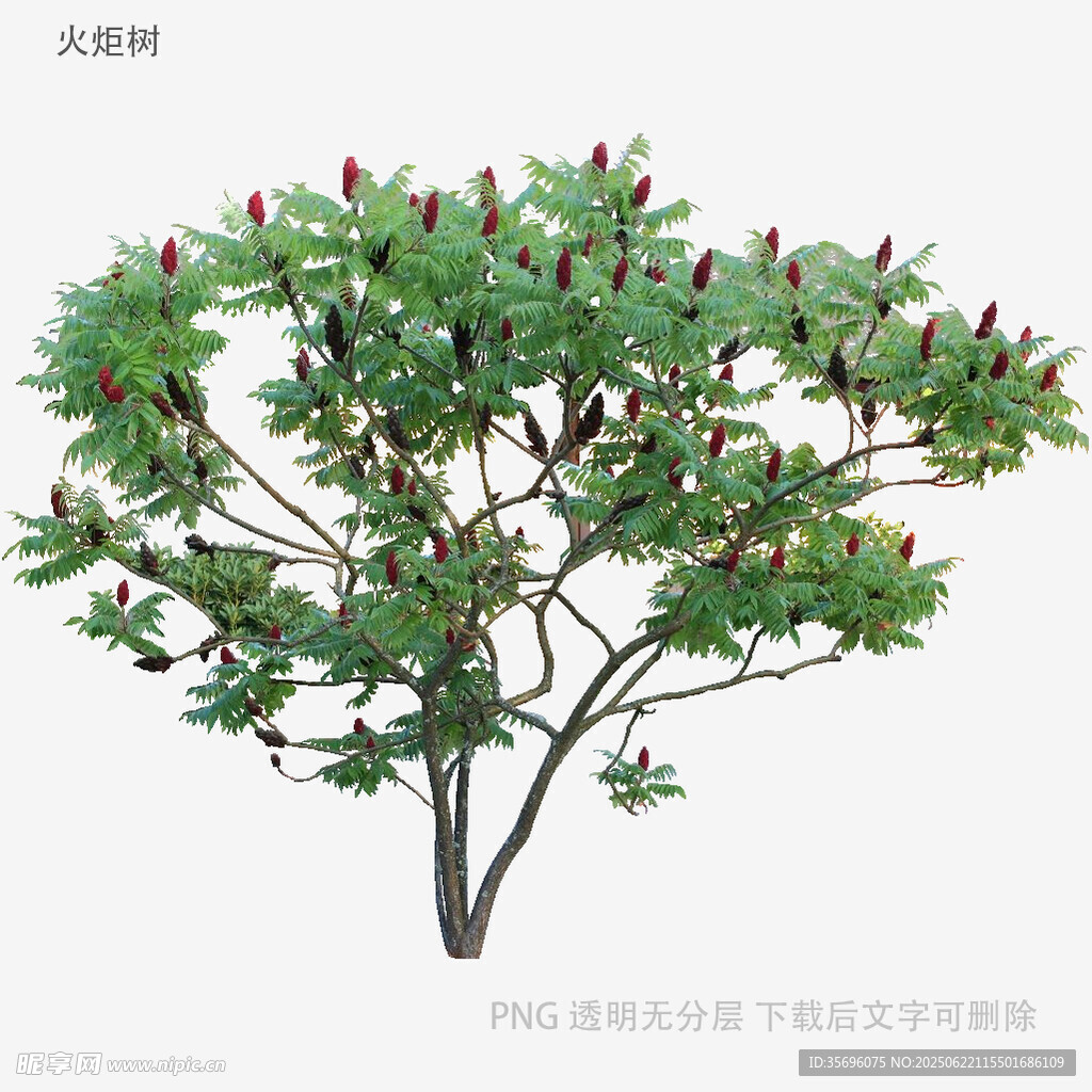 綠葉紅果的精致小樹
