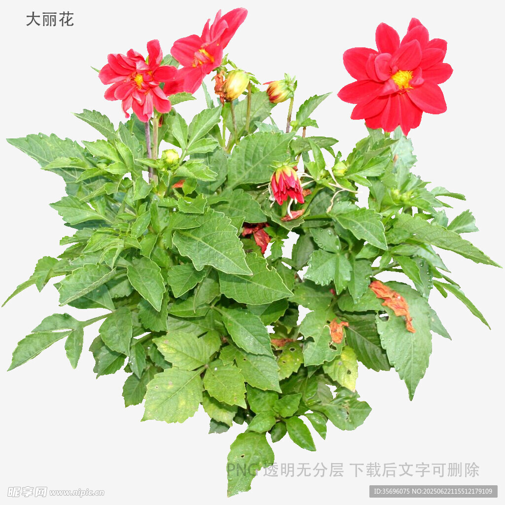 艷麗大麗花盆栽