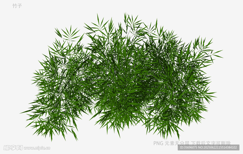 翠綠清新的枝葉植物