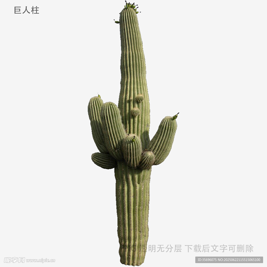 高大仙人掌植物特寫