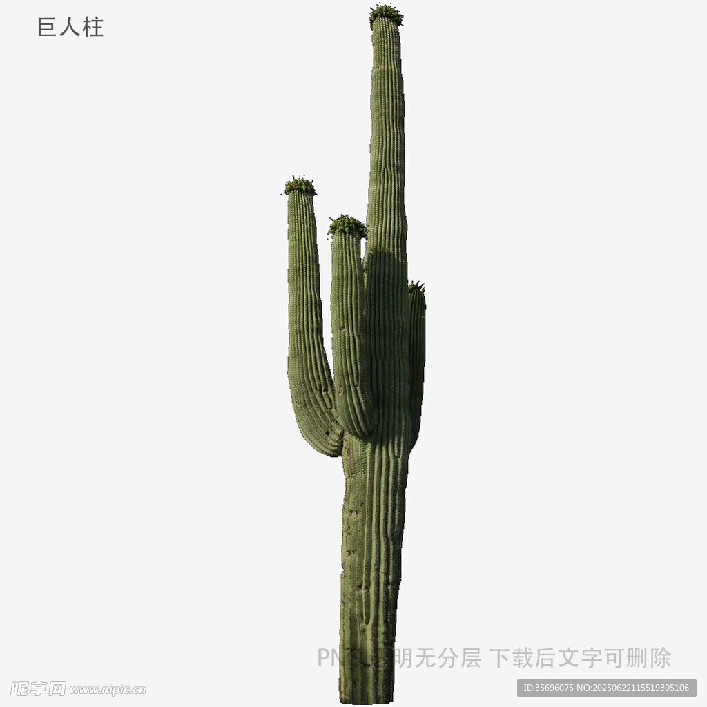 高大仙人掌特寫