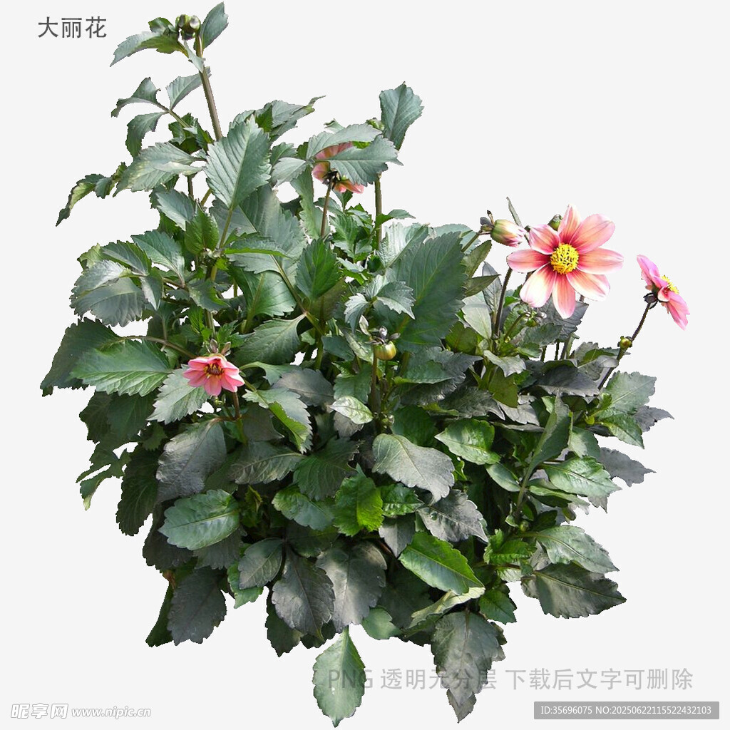 綠葉簇?fù)淼膵善G粉色花卉