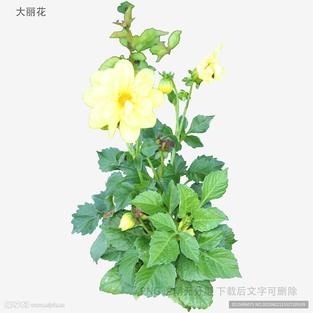 黃色木槿花植物特寫