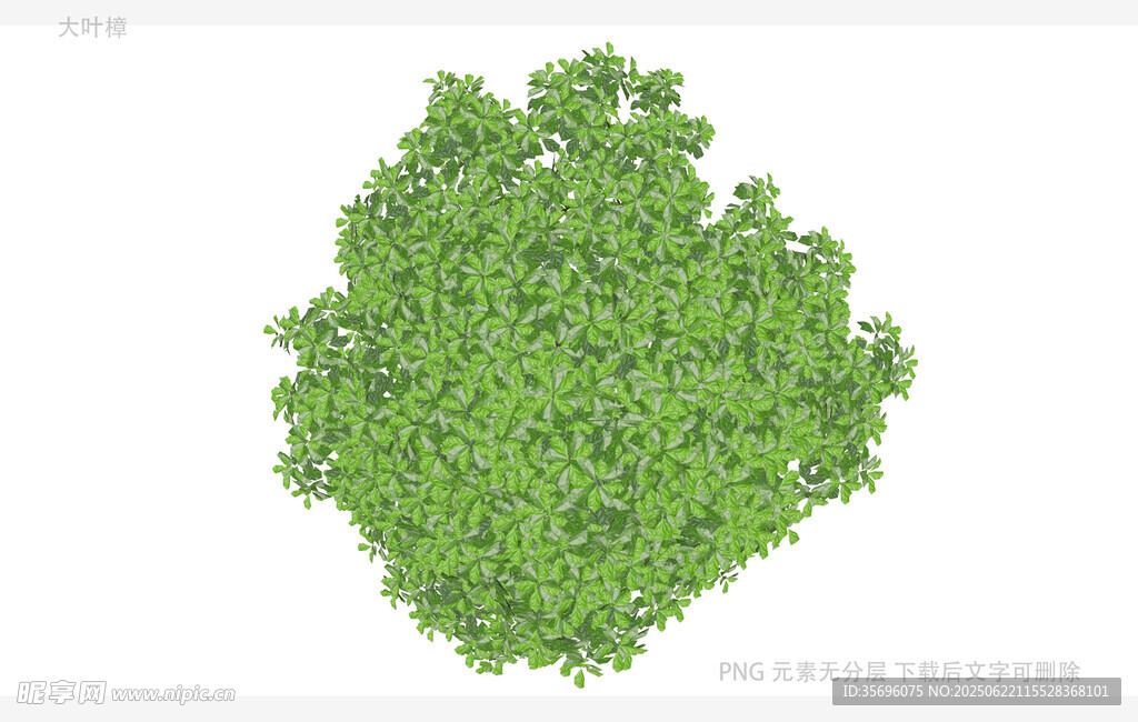 俯視視角綠色茂密樹冠