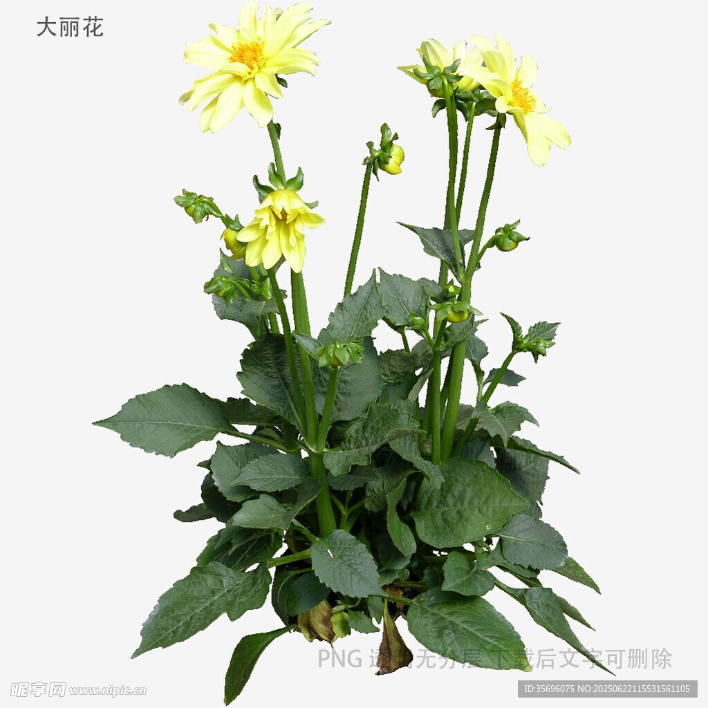 黃色大麗花植株特寫
