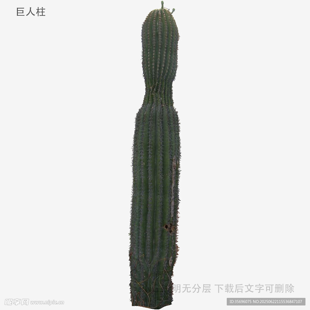 高大柱狀仙人掌植物