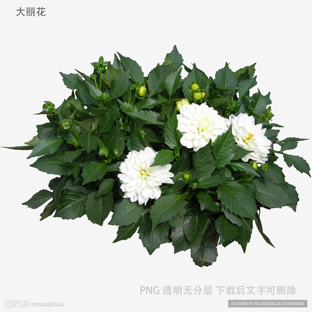 白色大麗花綠植盆栽