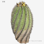 獨(dú)特造型的螺旋狀仙人掌