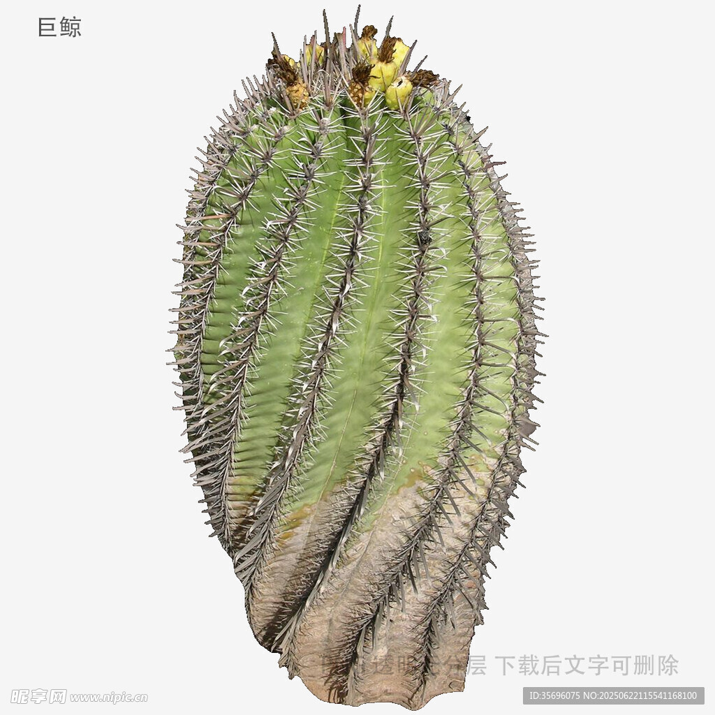 獨(dú)特造型的螺旋狀仙人掌