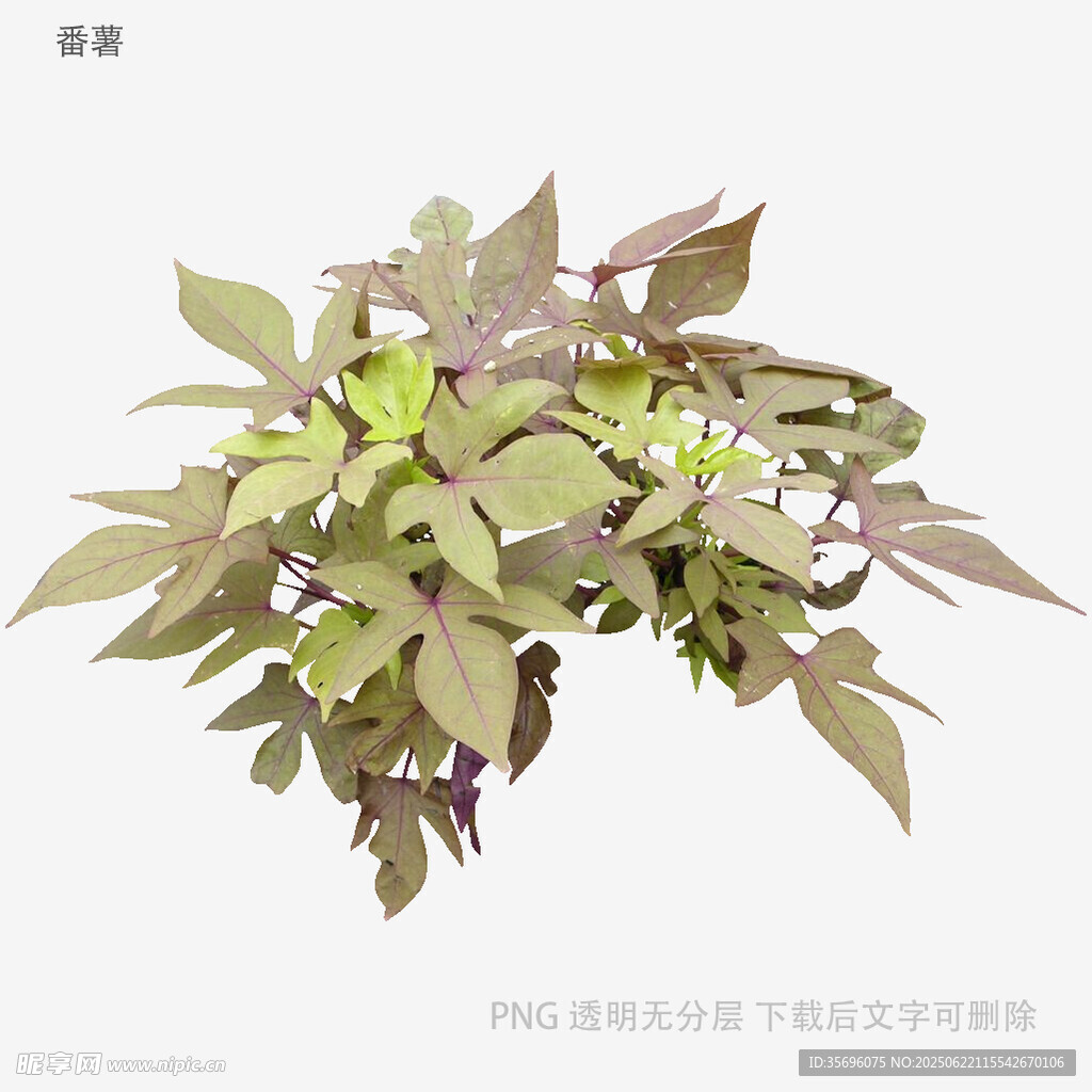 新鮮綠植枝葉特寫