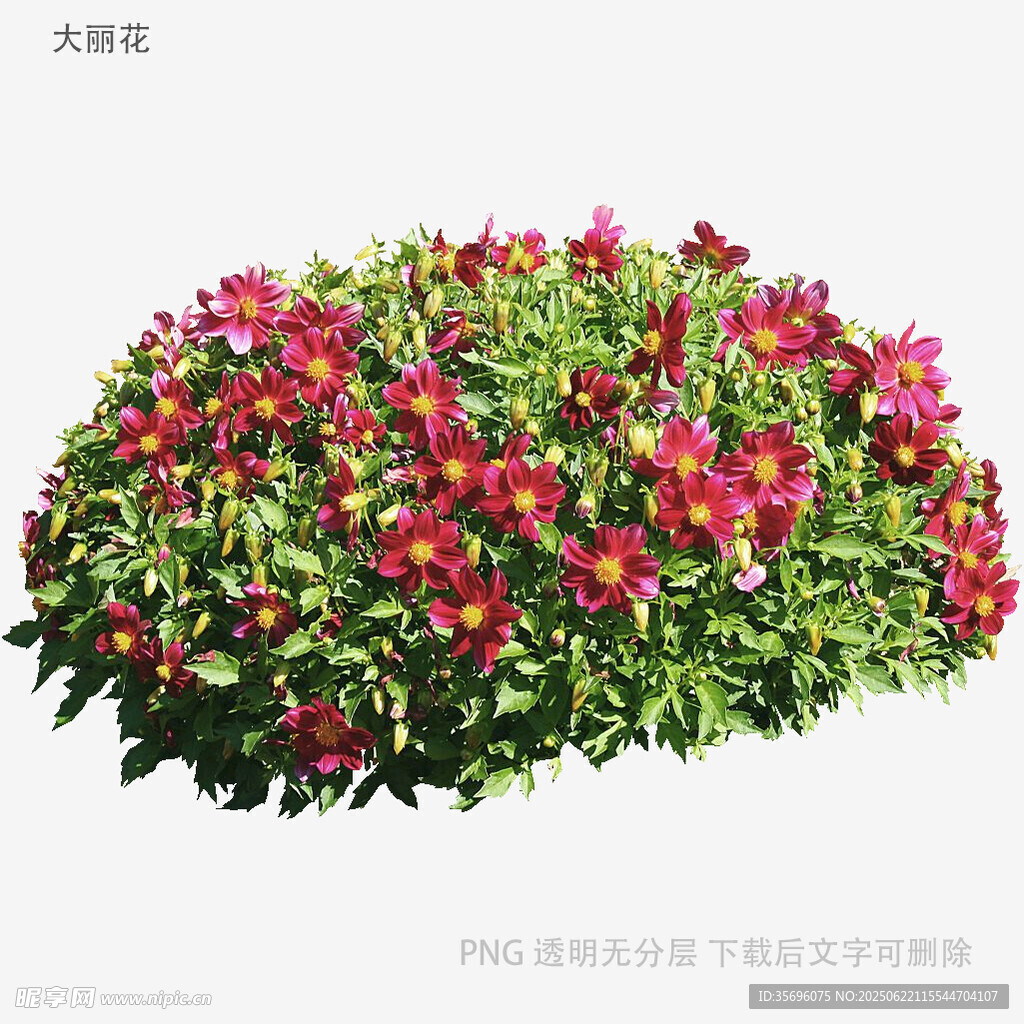 鮮艷花叢綻放美麗