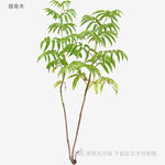 兩株綠植展示圖