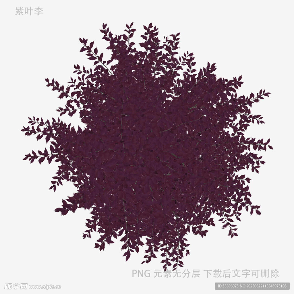 紫色樹冠植物剪影
