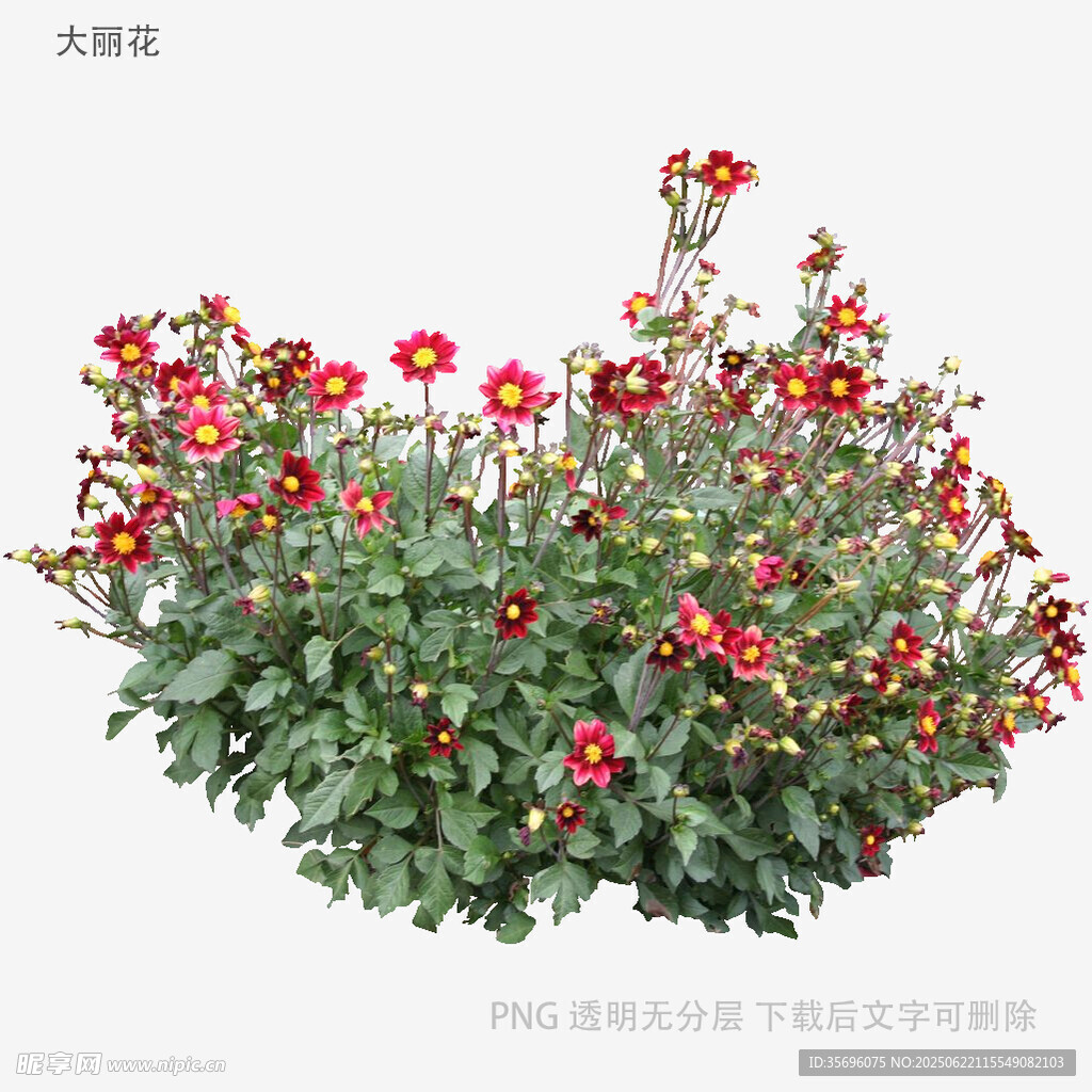 鮮艷大麗花盆栽