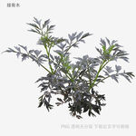 銀葉植物盆栽