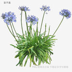 藍(lán)紫色百子蓮植物特寫