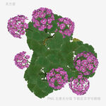 綠葉簇?fù)淼淖仙C球花