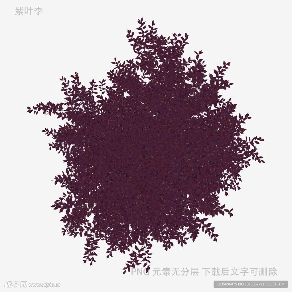 深紫色樹冠剪影