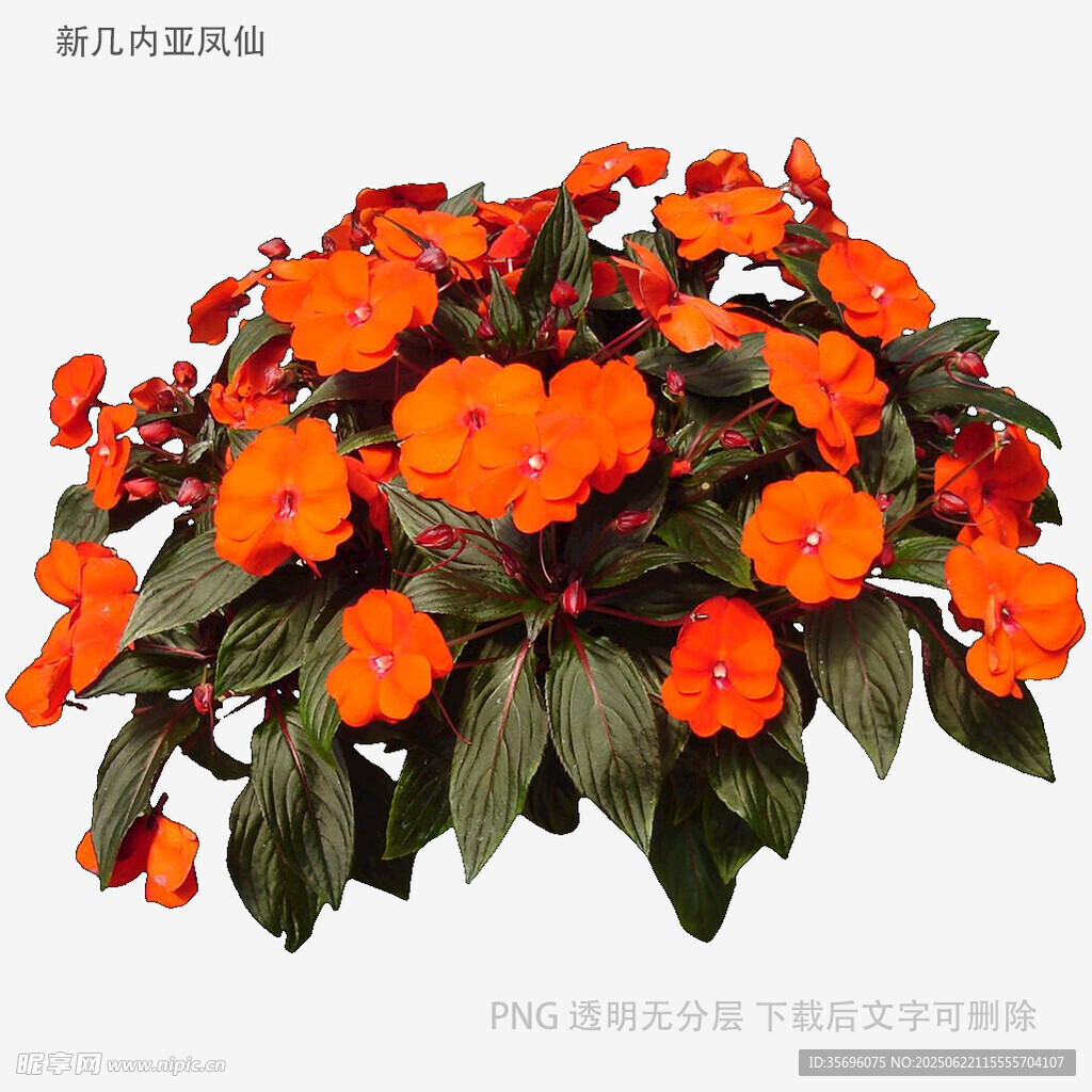 鮮艷橘色花卉盆栽