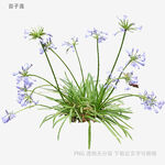 藍(lán)花蔥蓮植物特寫