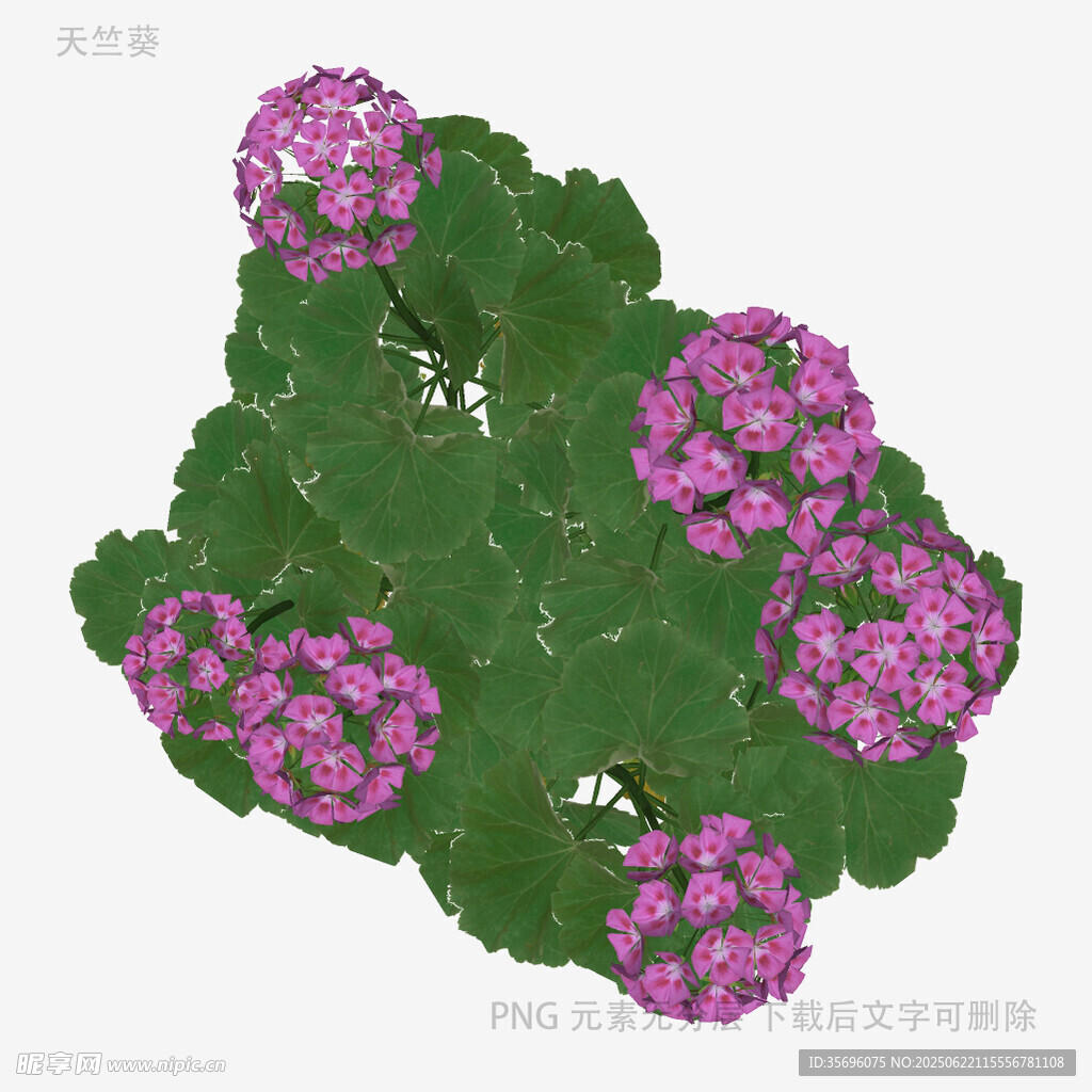 紫色花卉植物3D模型