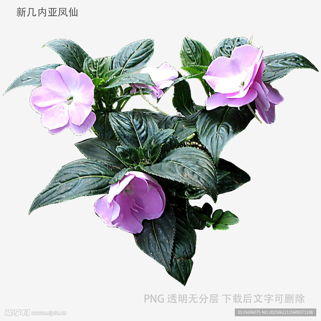 紫色花卉植物特寫