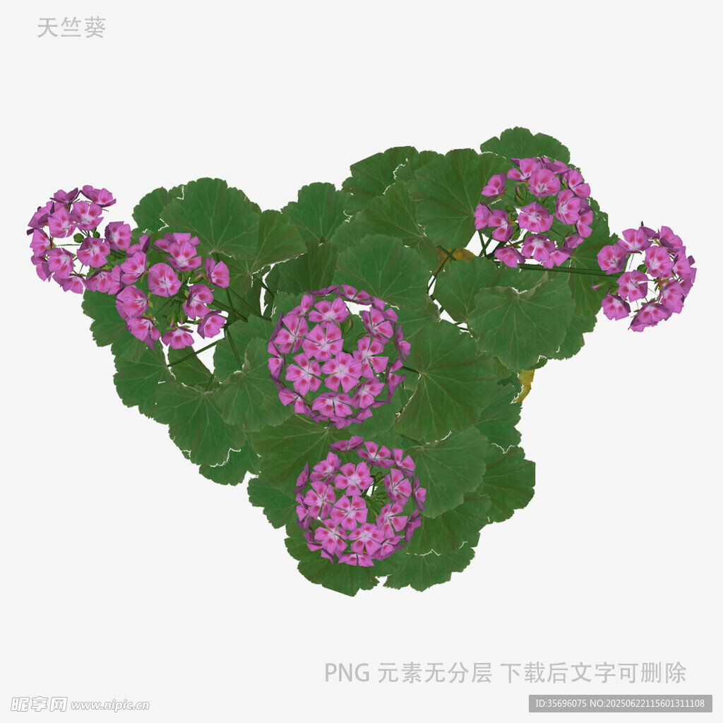 紫花綠葉盆栽植物