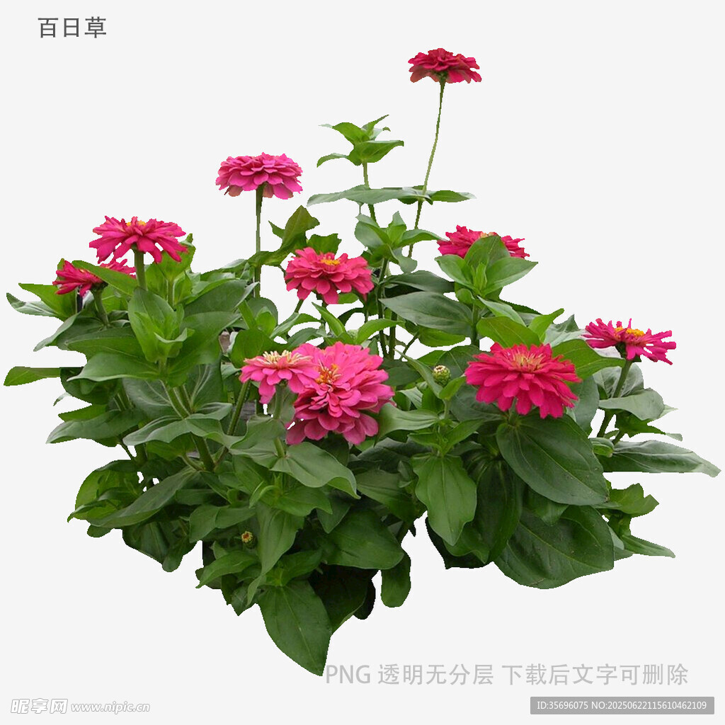 鮮艷粉色花卉盆栽