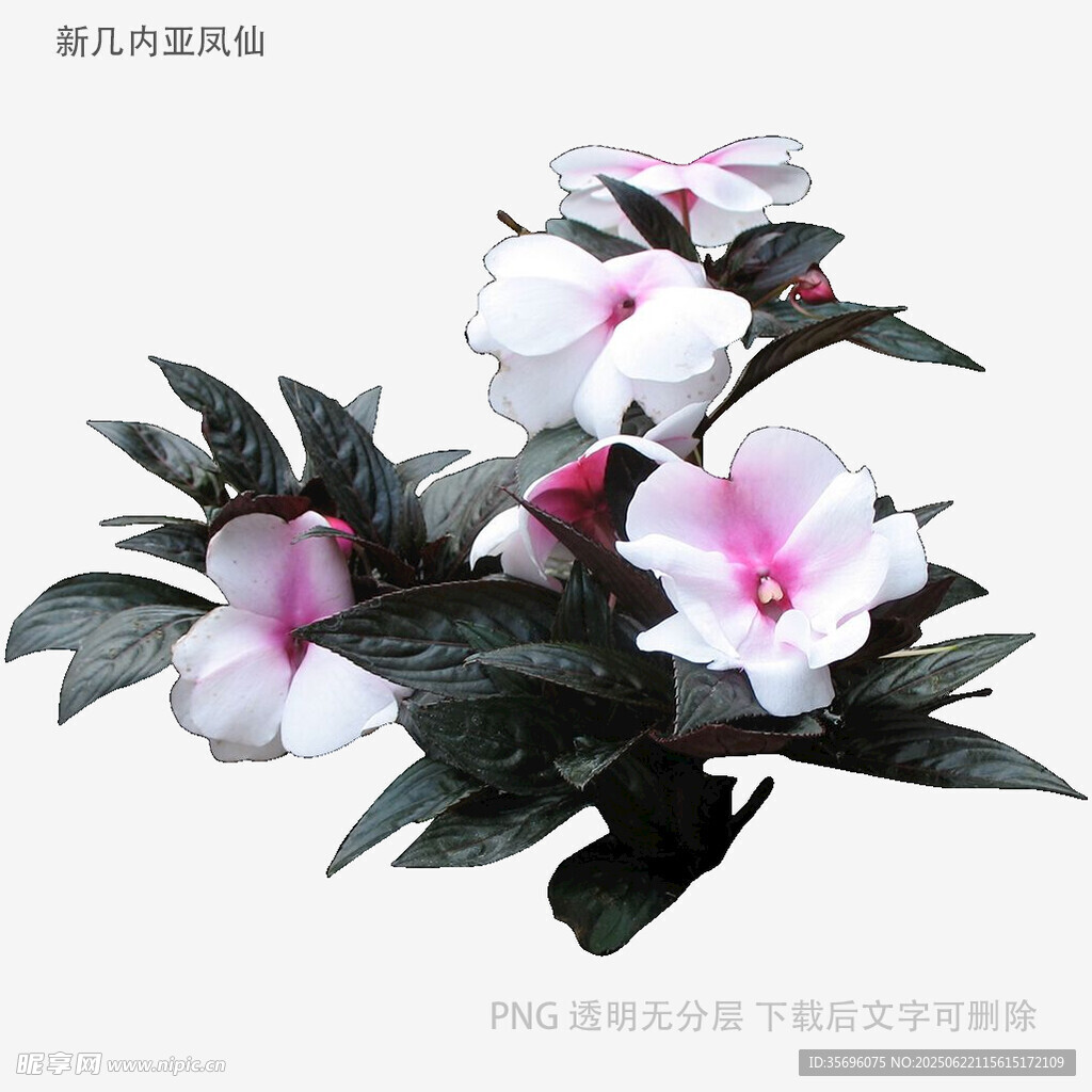粉色花卉植物特寫