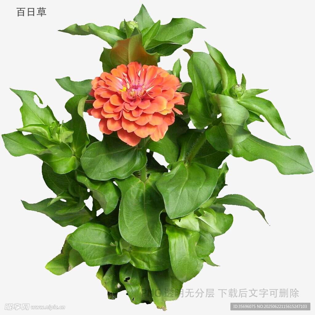 橙色百日菊綠植特寫
