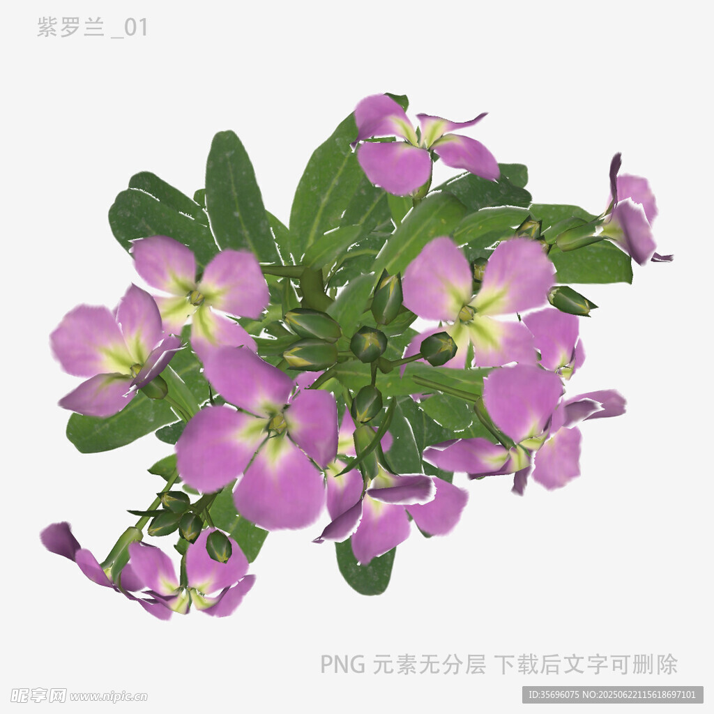 紫色仙客來花卉插畫
