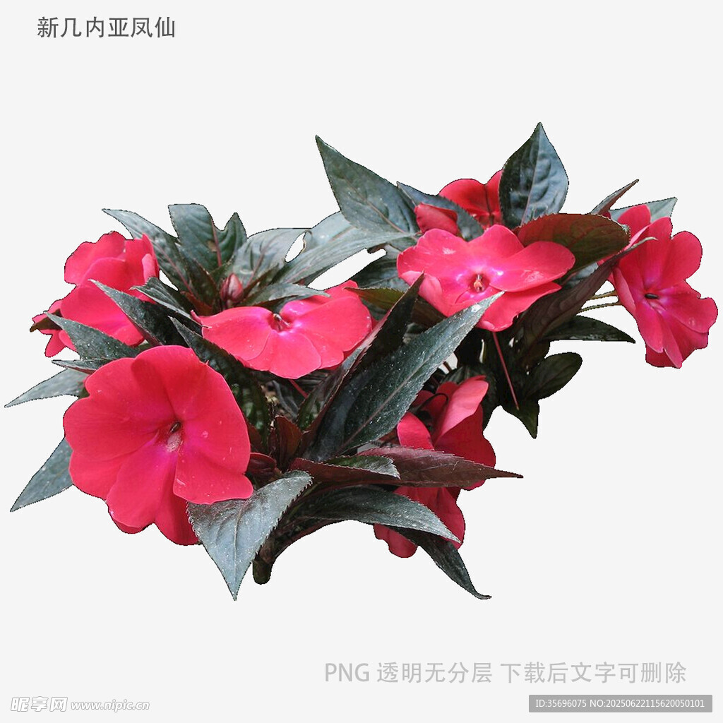 艷麗鳳仙花綻放