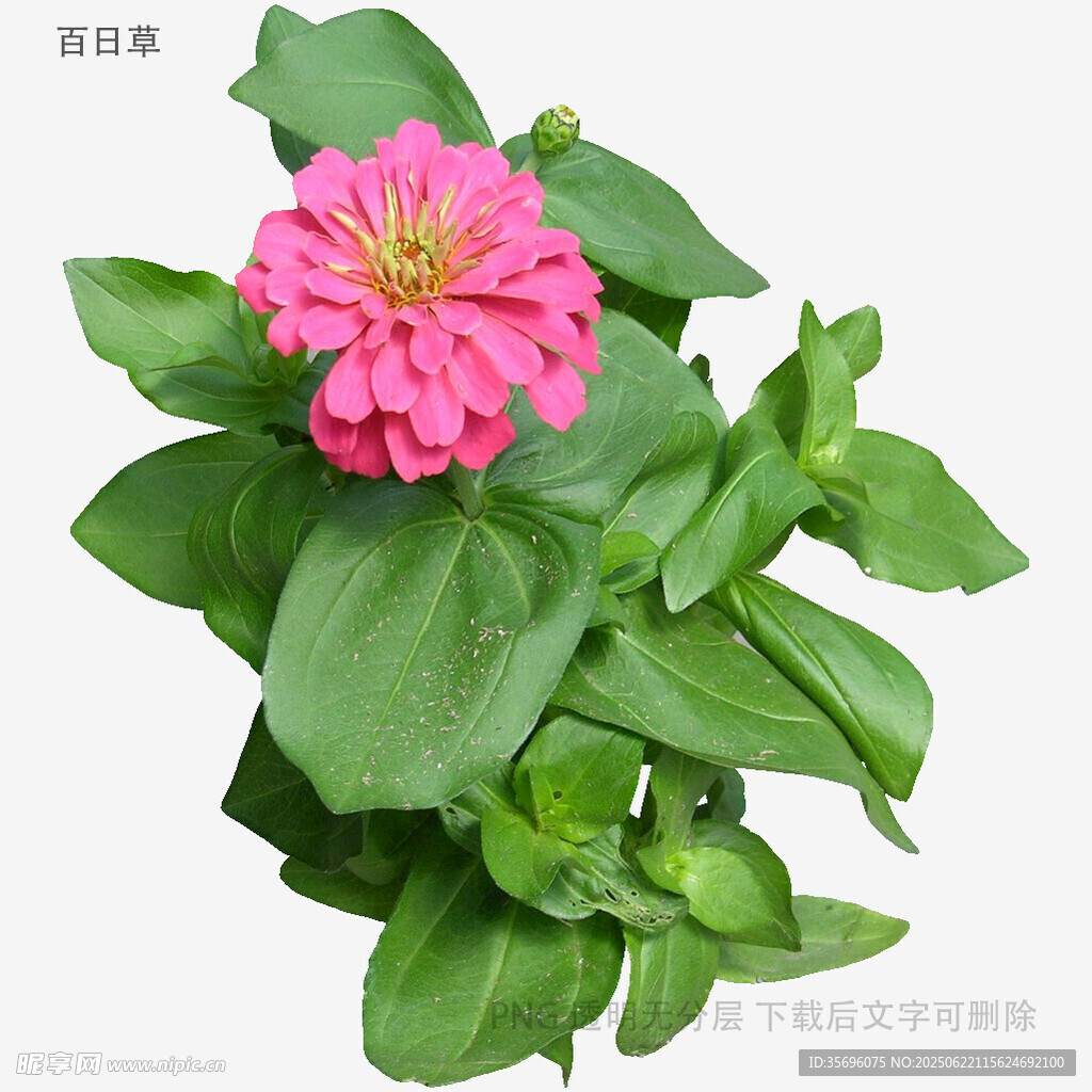 嬌艷粉色百日菊