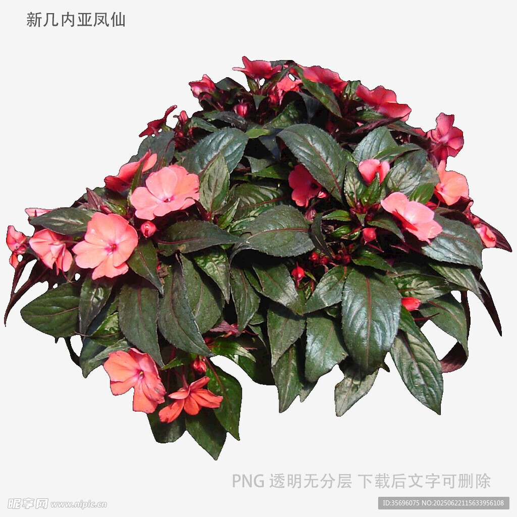 粉色海棠花盆栽