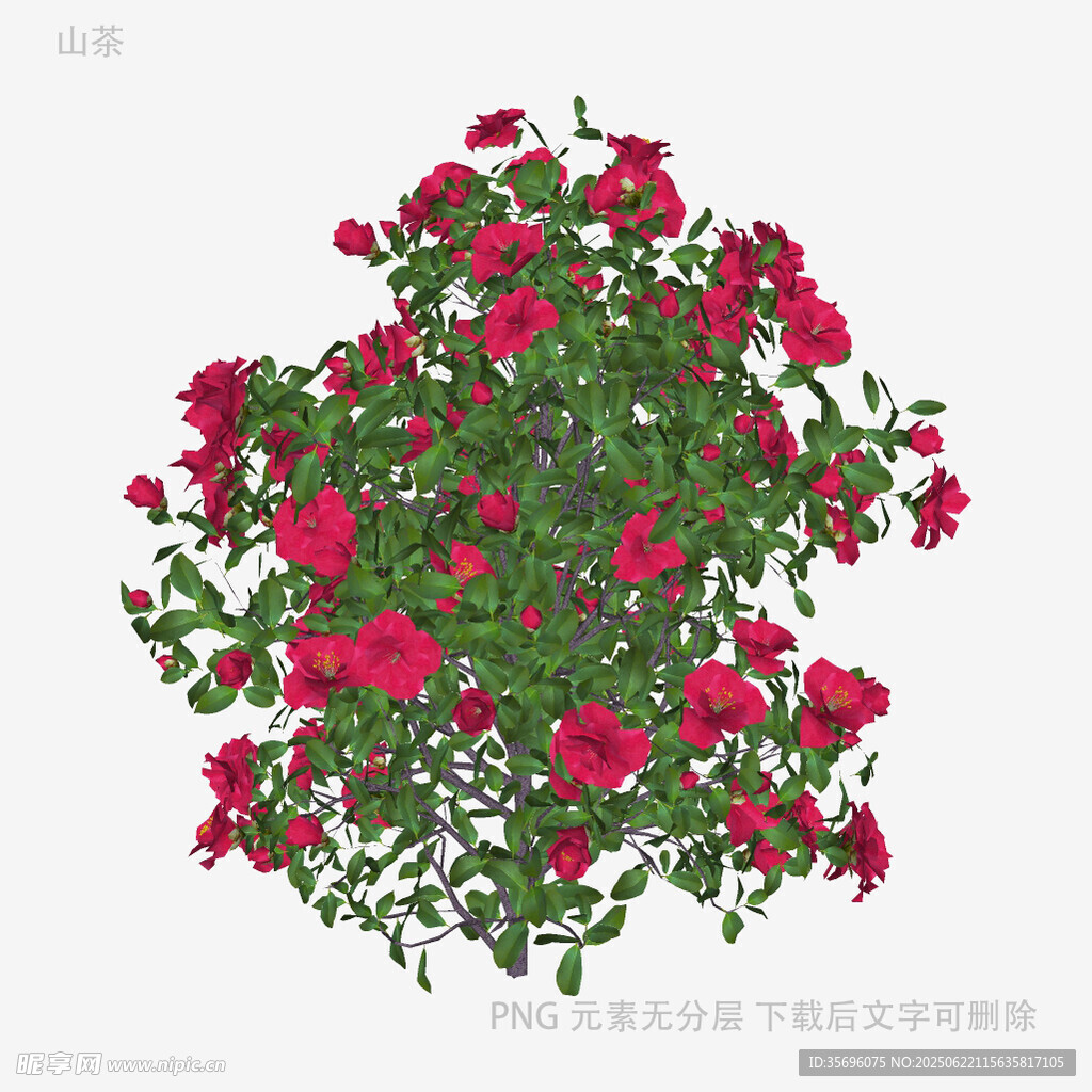 盛開的紅色三角梅插畫