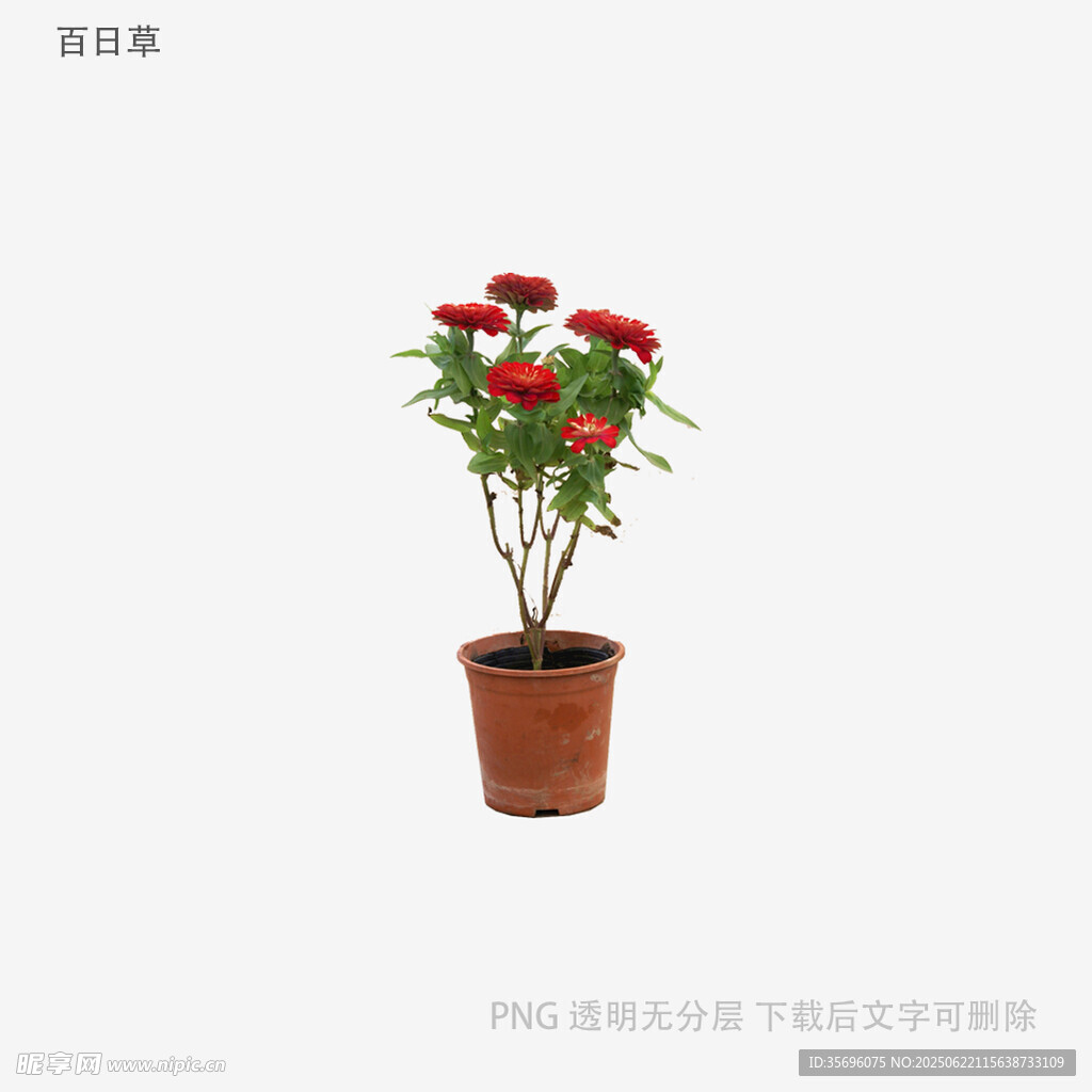 盆栽紅玫瑰