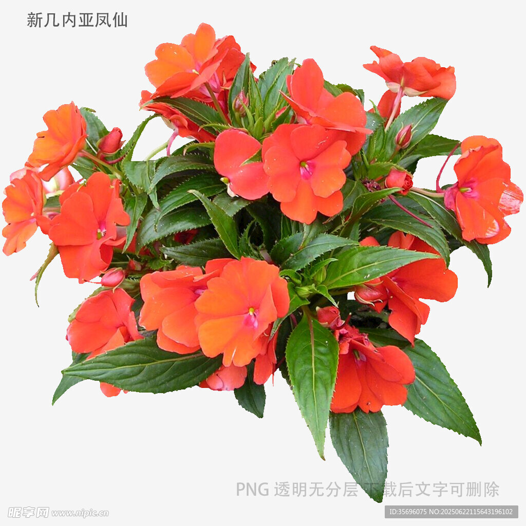鮮艷橘紅鳳仙花盆栽
