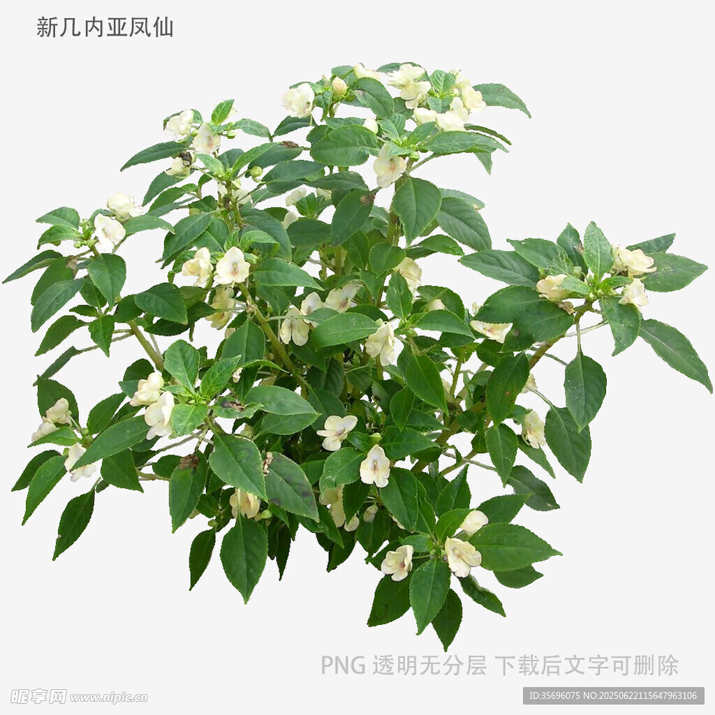 綠葉白花植物盆栽