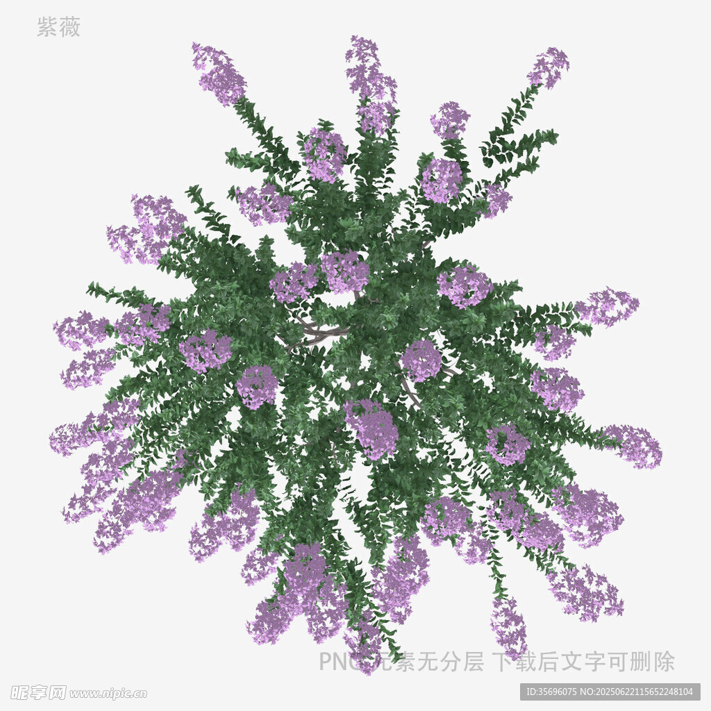 紫色花卉植物3D模型