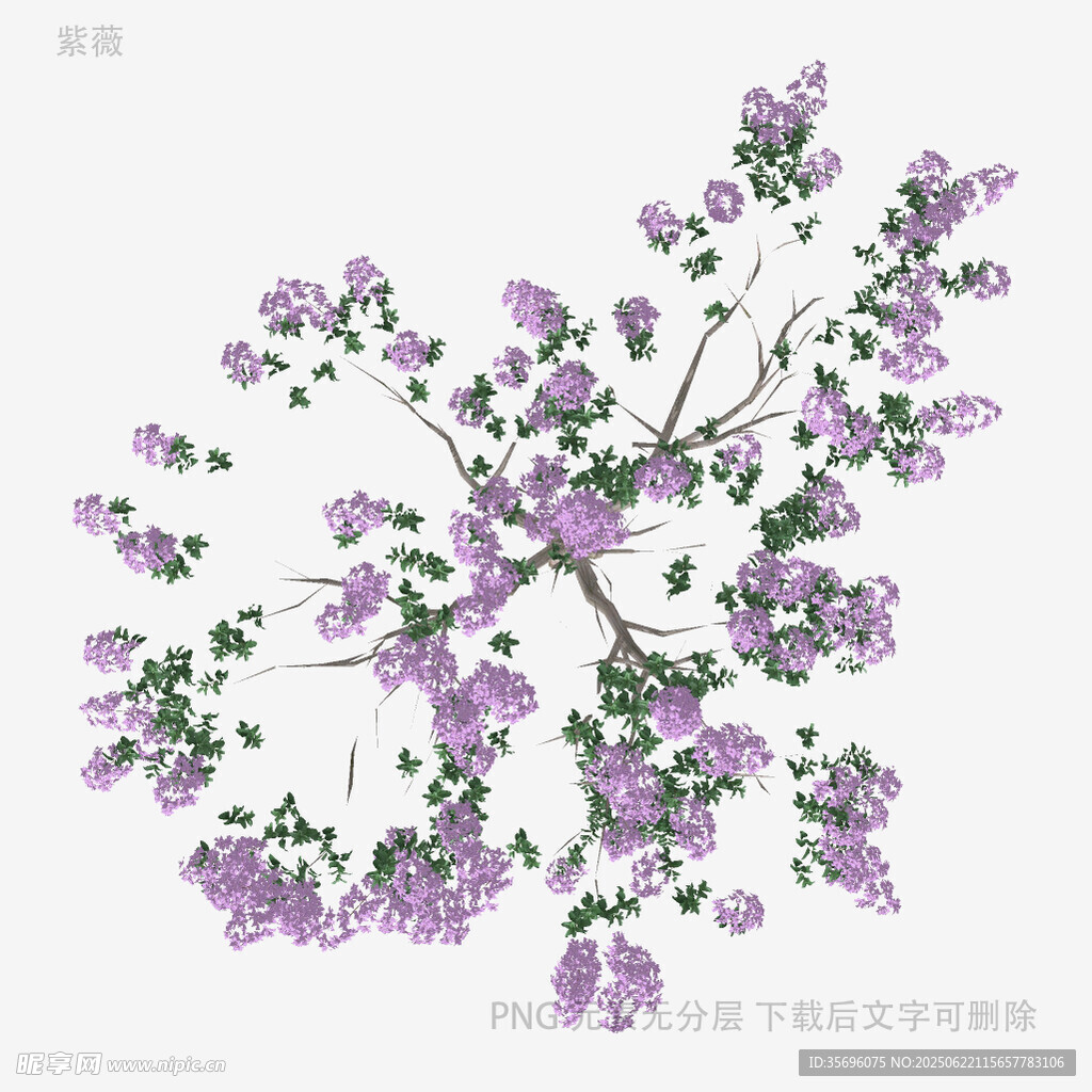 紫色繁花樹枝插畫