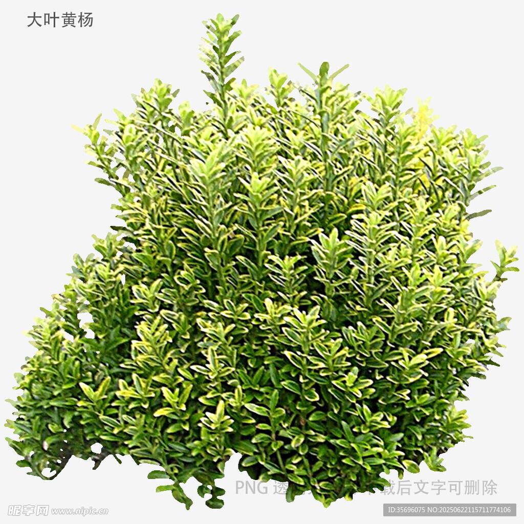 翠綠繁茂的灌木植物