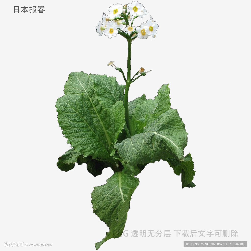 白色小花綠葉植物特寫