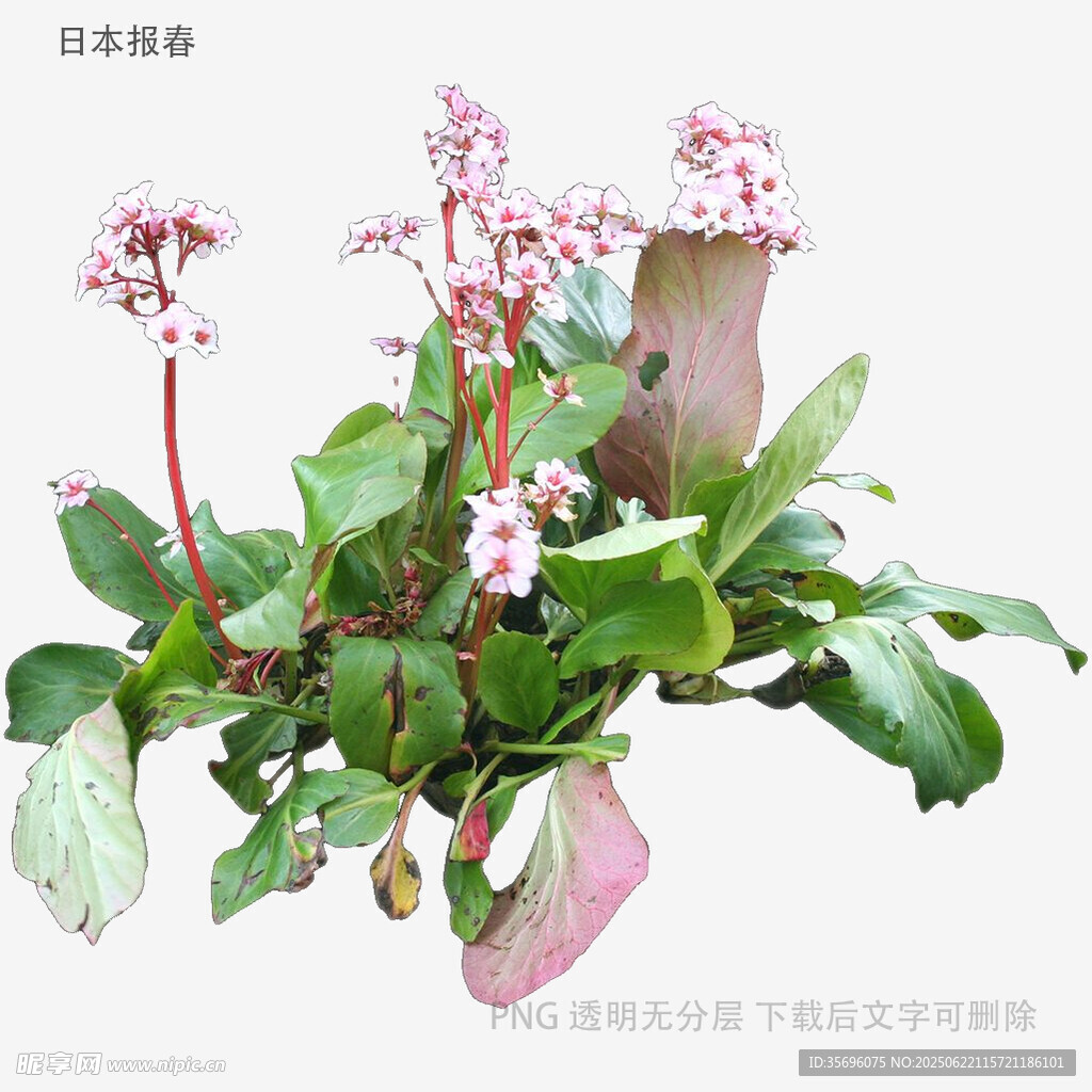 粉色花朵綠植盆栽