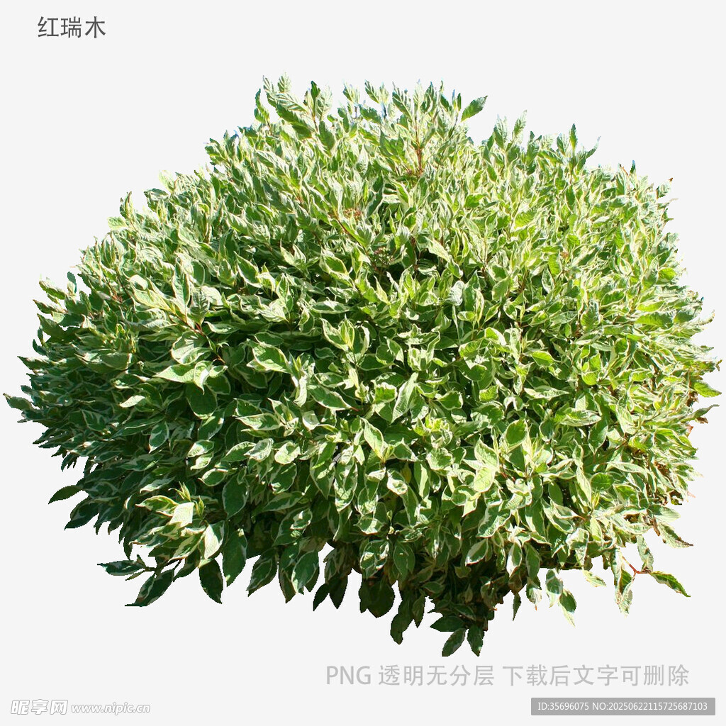 球形綠植灌木