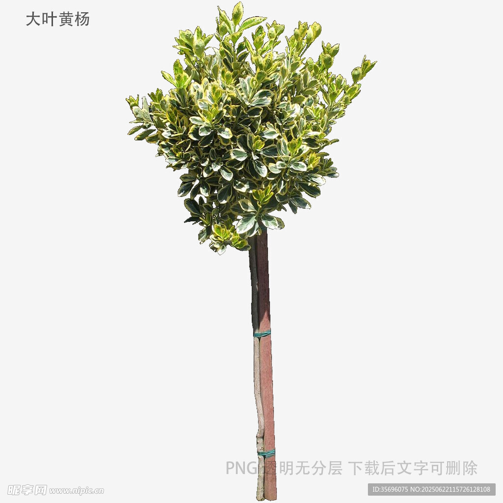 植物